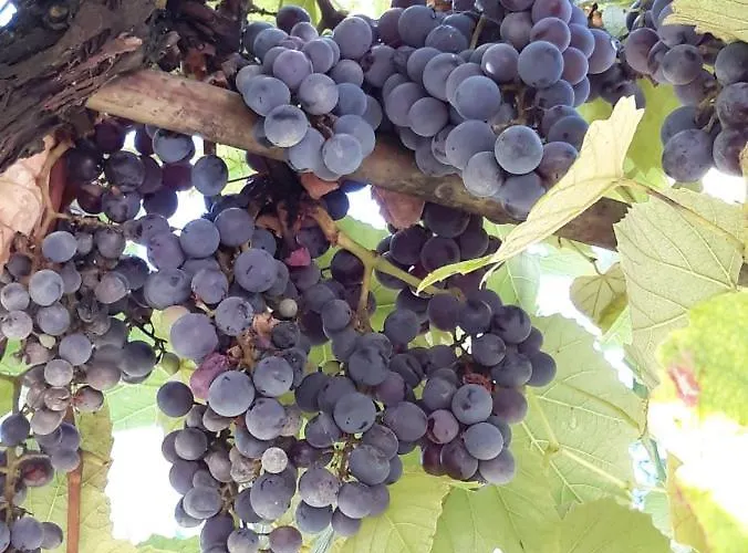 Lejlighed Anton Poreč