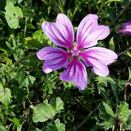 Апартаменты Anton *