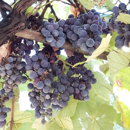 Апартаменты Anton Пореч